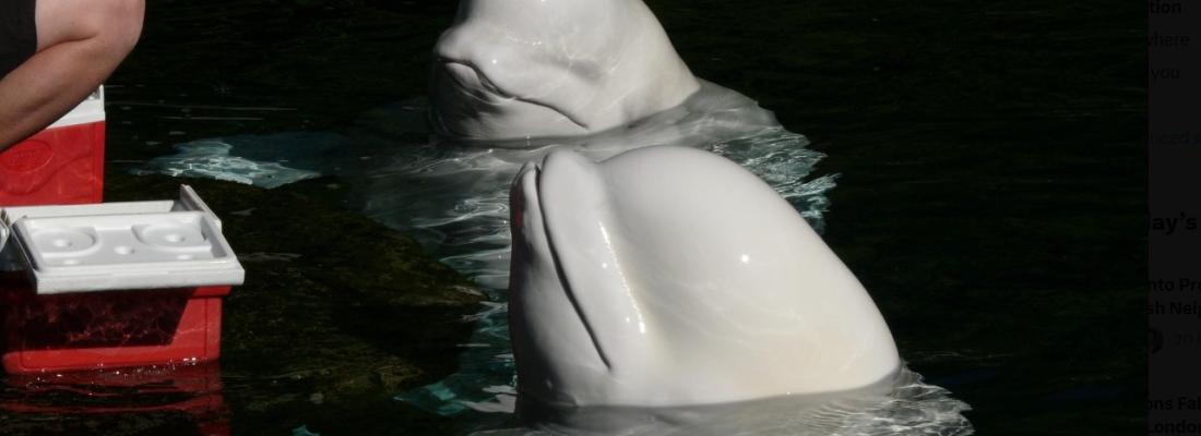 Les bélugas de Marineland ont fait des spectacles jusqu’à la fermeture du parc en 2024. (Photo via X.)