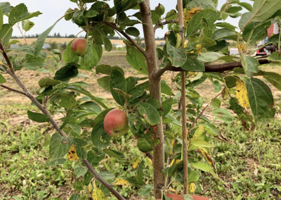 De jeunes pommiers produisent des fruits dans la forêt alimentaire de la Première Nation crie de Muskeg Lake (Photo : Steven Wiig) De jeunes pommiers produisent des fruits dans la forêt alimentaire de la Première Nation crie de Muskeg Lake (Photo : Steven Wiig)
