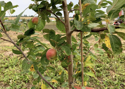 De jeunes pommiers produisent des fruits dans la forêt alimentaire de la Première Nation crie de Muskeg Lake (Photo : Steven Wiig)