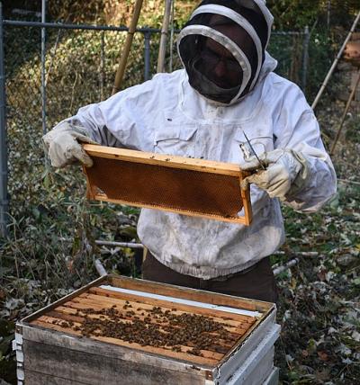Un apiculteur inspecte une ruche. Un apiculteur inspecte une ruche.