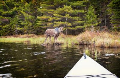 Un orignal dans la nature canadienne. Un orignal dans la nature canadienne.