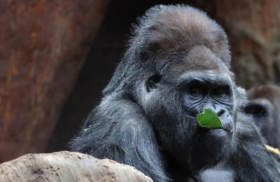 Charles, un gorille à dos argenté de 52 ans, est mort au zoo de Toronto. (Photo : Steve Russell, The Toronto Star, via X.) Charles, un gorille à dos argenté de 52 ans, est mort au zoo de Toronto. (Photo : Steve Russell, The Toronto Star, via X.)