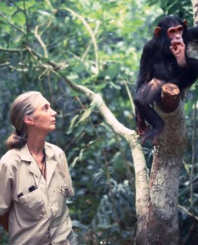 Jane Goodall, scientifique de renommée internationale. (Photo tirée de la page Instagram du Jane Goodall Institute.)