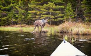 Un orignal dans la nature canadienne.