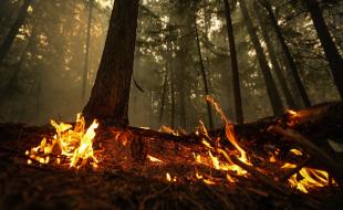 Un point fort de l’incendie de forêt de Lower East Adams Lake brûle à Scotch Creek, en C.-B., le 20 août 2023. (LA PRESSE CANADIENNE/Darryl Dyck)