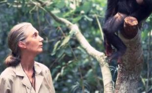 Jane Goodall, scientifique de renommée internationale. (Photo tirée de la page Instagram du Jane Goodall Institute.) Jane Goodall, scientifique de renommée internationale. (Photo tirée de la page Instagram du Jane Goodall Institute.)